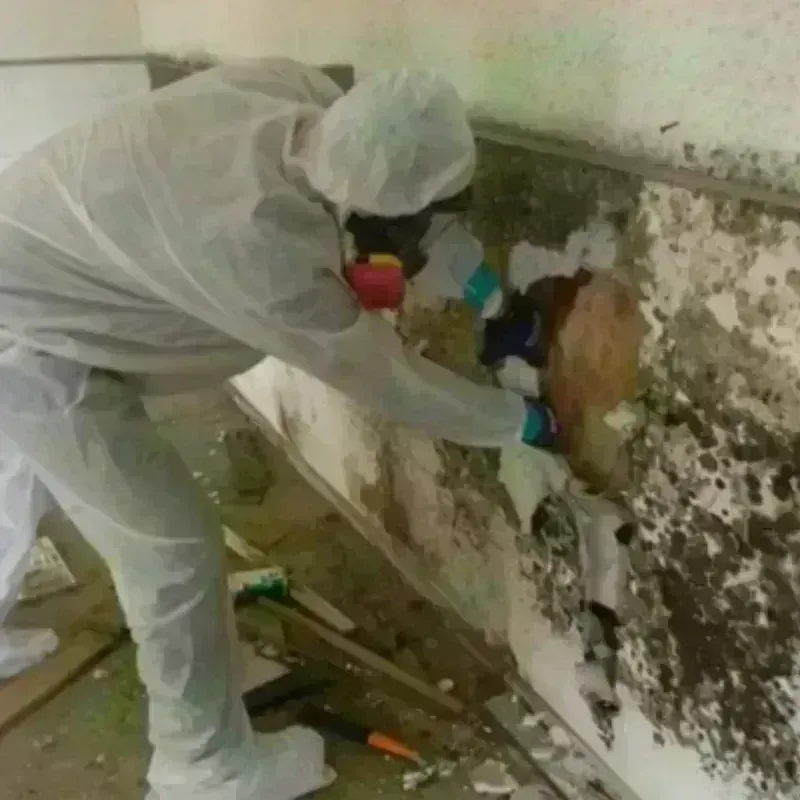 Mold Remediation and Removal in River Forest, IL